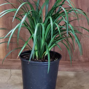 lilyturf 'Liriope muscari 'Love Potion No. 13' PP #15,471' - Emerald Goddess Liriope