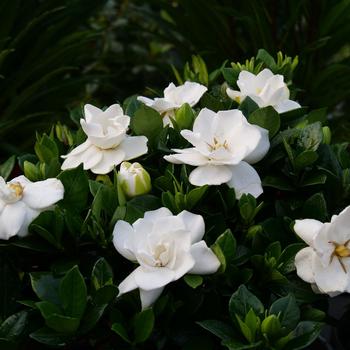 Gardenia jasminoides - Steady As She Goes®