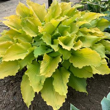 Hosta ''Echo the Sun'' PPAF, CPBRAF (Hosta, Plantain Lily) - Shadowland® Echo the Sun