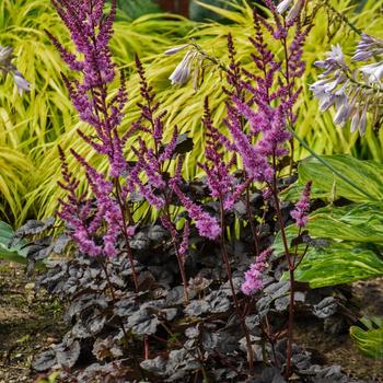 Astilbe - ''Dark Side of the Moon'' False Spirea