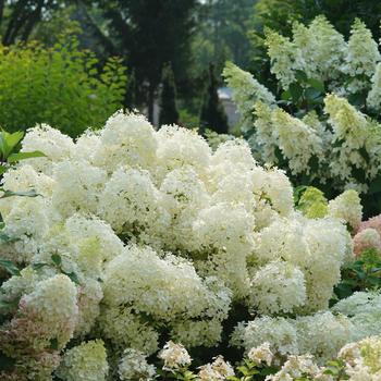 Hydrangea paniculata - Puffer Fish®