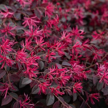 Loropetalum chinense 'Kurobijin' PP23176 (Chinense Fringe Flower) - Cerise Charm Chinense Fringe Flower