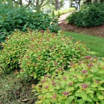 Spiraea japonica (Spirea) - Double Play® 'Dolly™'