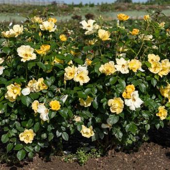 Rosa x - Knock Out&reg; Easy Bee-zy&trade; Rose