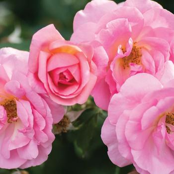 Rosa 'Radgor' - Peachy Knock Out Rose