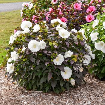 Hibiscus (Rose Mallow) - Summerific® 'Cookies and Cream'