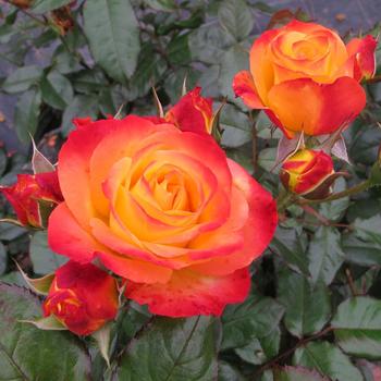 Oso Easy En Fuego&reg; -Rosa (Rose)