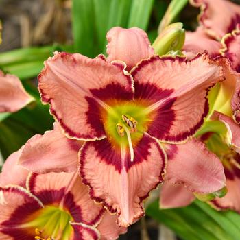 Hemerocallis (Daylily) - RR® 'Fearfully and Wonderfully Made'