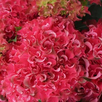 Hydrangea macrophylla - Magical&reg; 'Frill Ride'