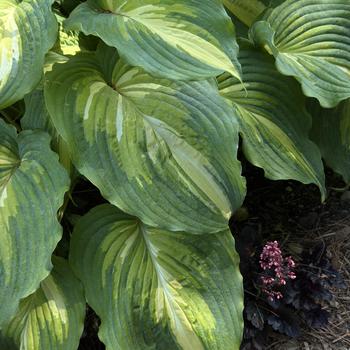Hosta (Hosta, Plantain Lily) - Shadowland® 'Love Story'