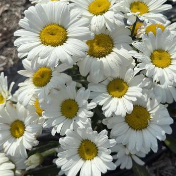 Leucanthemum - 'Betsy' Shasta Daisy