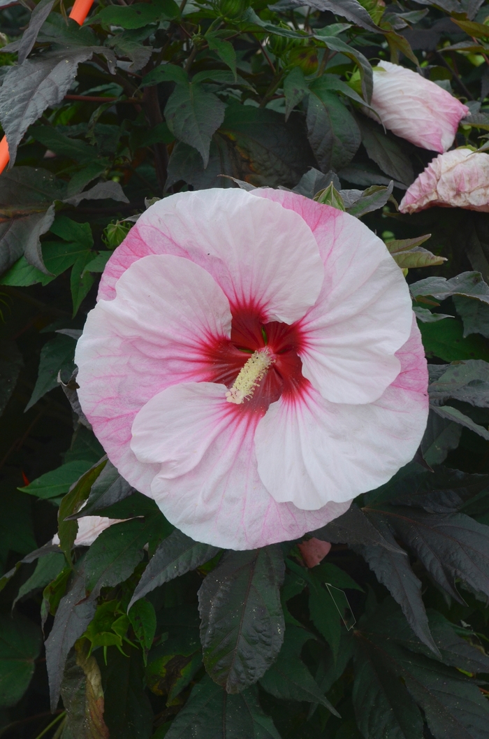 Summerific&reg; 'Perfect Storm' - Hibiscus hybrid from Evans Nursery