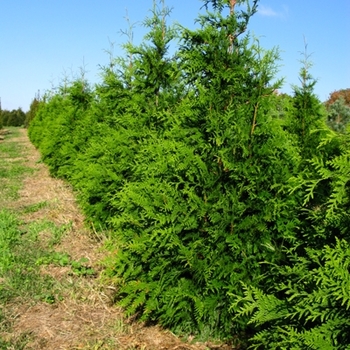 'Green Giant' -Thuja x