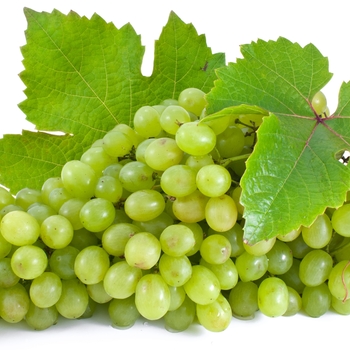 'Niagara' Grape -Vitis labrusca