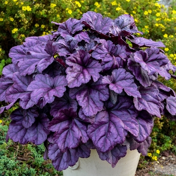 Dolce® Wildberry -Heuchera hybrid