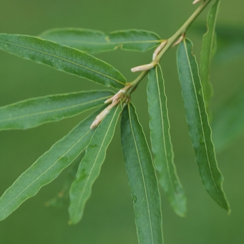 Willow Oak -Quercus phellos