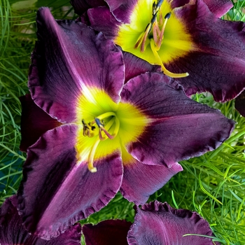 Daylily -Hemerocallis 'Bela Lugosi'