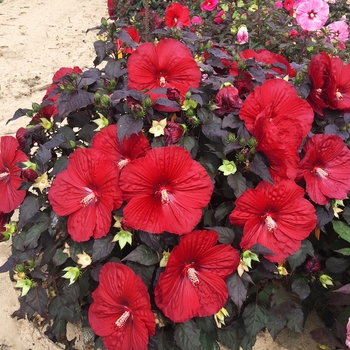 Summerific® 'Holy Grail' -Hibiscus hybrid 
