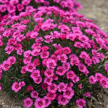 'Paint the Town Fancy' -Dianthus hybrid