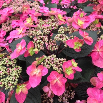 Tuff Stuff™ Red -Hydrangea serrata