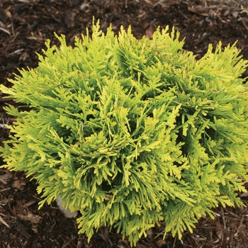 'Anna's Magic Ball&reg;' -Thuja occidentalis (Arborvitae)