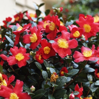 Camellia -Camellia sasanqua 'Yuletide Candle'
