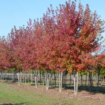 Autumn Blaze&reg; Red Maple Tree -Acer freemanii 'Autumn Blaze&reg;'