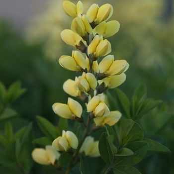 Decadence&reg; Lemon Meringue -Baptisia hybrid