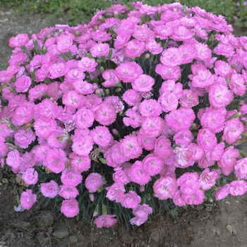 Fruit Punch&reg; 'Sweetie Pie' -Dianthus hybrid