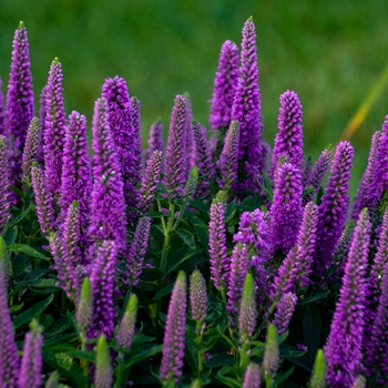 Magic Show&reg; Purple Illusion -Veronica hybrid