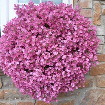 Rose of Sharon -Hibiscus syriacus
