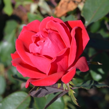 Double Red Knock Out&reg; -Rosa 'Radtko' PP16202, CPBR 3104