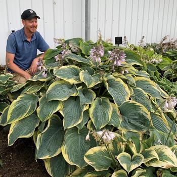 Shadowland® 'Gigantosaurus' -Hosta