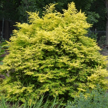 Sunshine Ligustrum -Ligustrum sinese 'Sunshine'