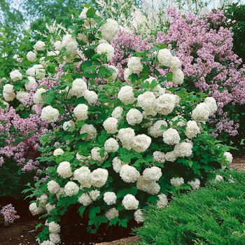 Chinese Snowball Bush -Viburnum macrocephalum 