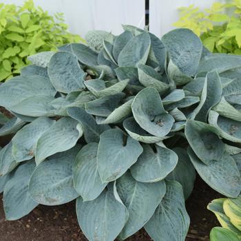 Shadowland&reg; 'Above the Clouds' -Hosta (Hosta, Plantain Lily)