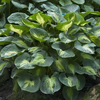 'Dream Weaver' -Hosta hybrid