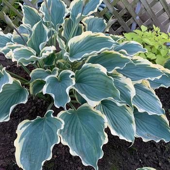Shadowland&reg; 'Hope Springs Eternal' -Hosta (Plantain Lily, Hosta)