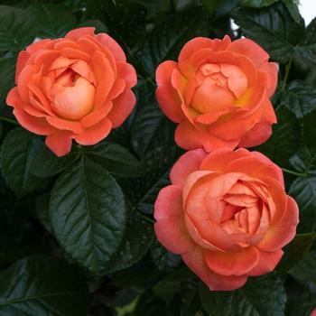 Knock Out&reg; Orange Glow&trade; Rose -Rosa x