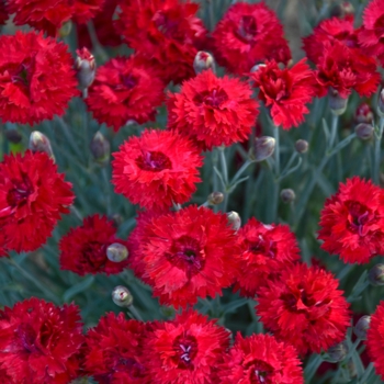 Fruit Punch&reg; 'Maraschino' -Dianthus hybrid