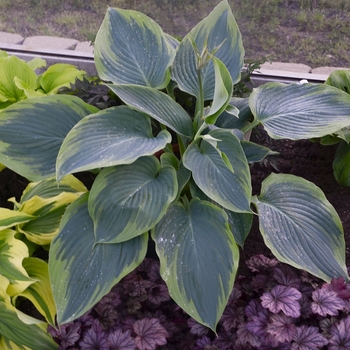 Shadowland&reg; 'Wu-La-La' -Hosta hybrid