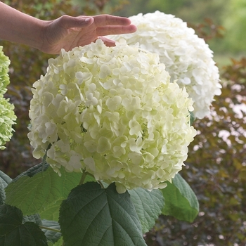 Incrediball® Smooth Hydrangea -Hydrangea arborescens