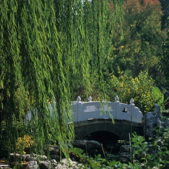 Weeping Willow -Salix babylonica