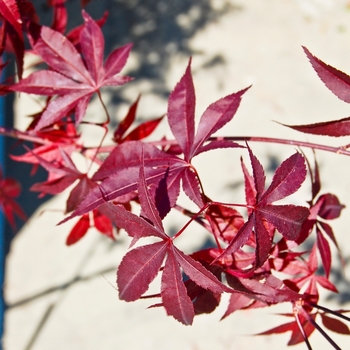 Emporer 1® Japanese Maple -Acer palmatum 'Emporer 1®'