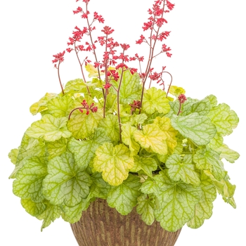 Dolce® 'Appletini' -Heuchera hybrid