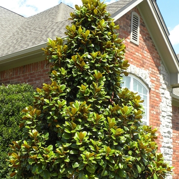 Teddy Bear® -Magnolia grandiflora 