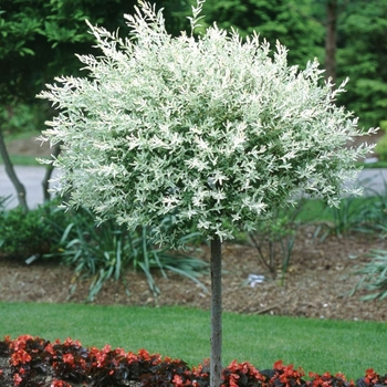 Hakuro-Nishiki Dappled Willow on Standard -Salix integra 'Hakuro-Nishiki' (Dappled Willow) 