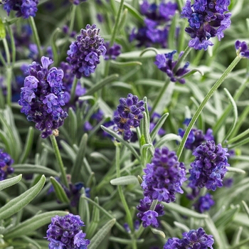Sweet Romance® -Lavandula angustifolia