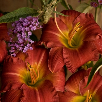 Daylily -Hemerocallis 'Earlybird Cardinal'