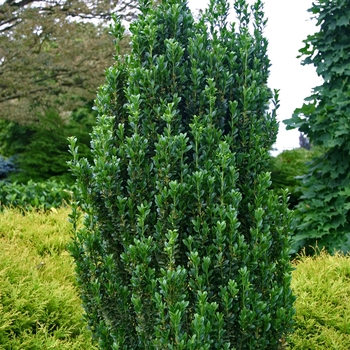 'Sky Pencil' Japanese Holly -Ilex crenata
